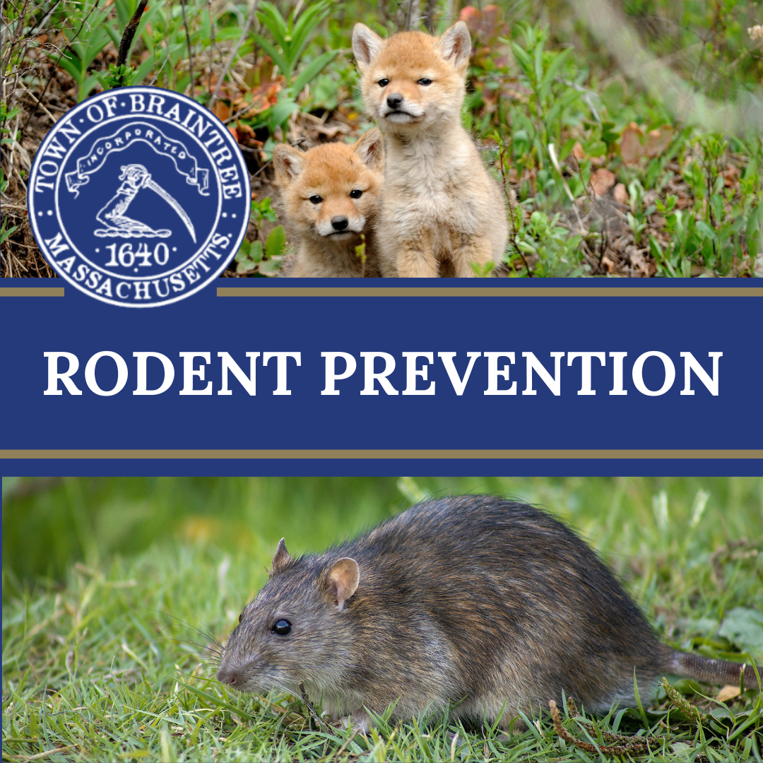 Coyote social post (2)