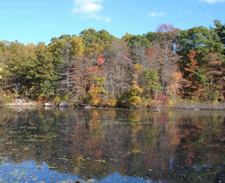 Pond Meadow Lake with Trees
