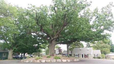 The Majestic Oak Tree