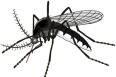 Large image of a mosquito