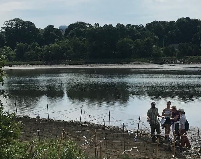 Salt Marsh Monitoring